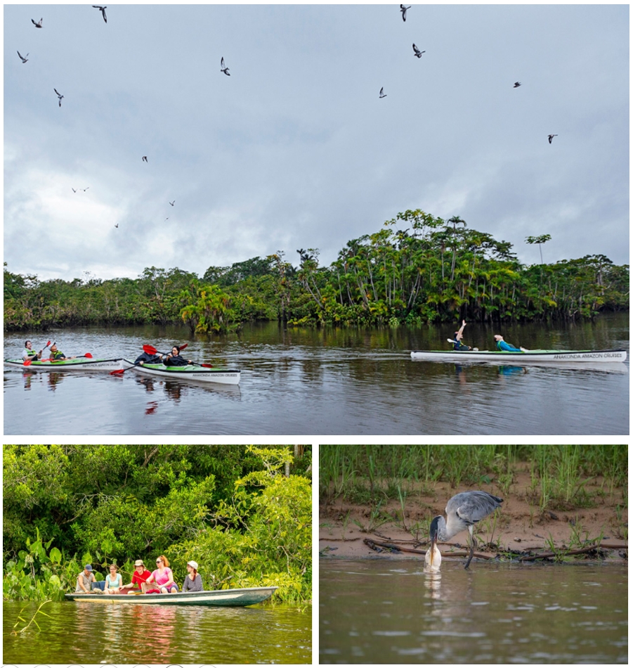 亚马逊食人鱼泻湖